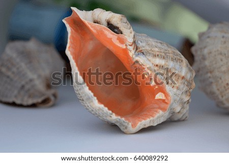 Black Sea seashells
