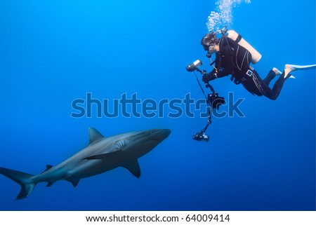diver with underwater photo equipment and grey reef shark