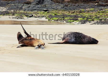 Chilled Out Seals