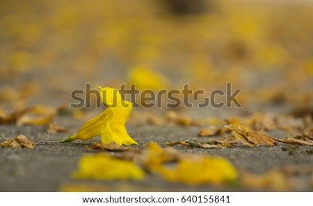 yellows flower on a road.
