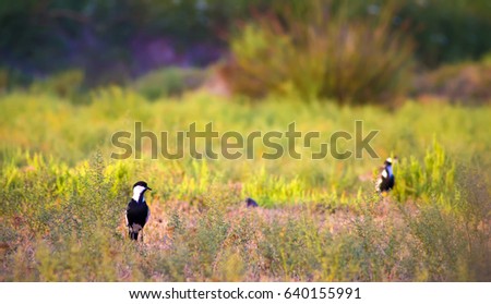 Cute bird and green nature background.
Spur-winged Lapwing / Vanellus spinosus