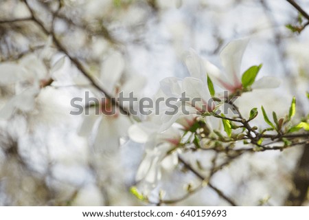 A flower of a white magnolia on a branch on a blurred green background