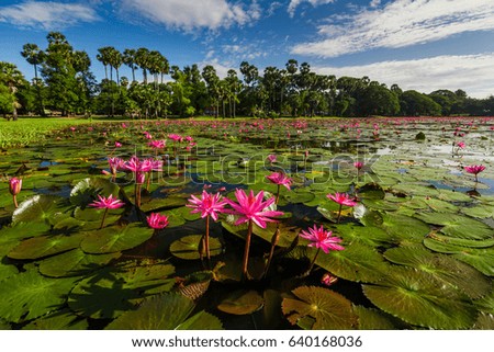 Dawn on the lake with lotuses. Cambodia, Angkor Wat.