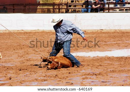 A cowboy throws a steer in a muddy rodeo arena.