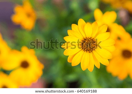Summer sunflowers on natural background