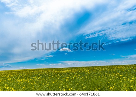 Spring landscape with rapeseed and blue sky