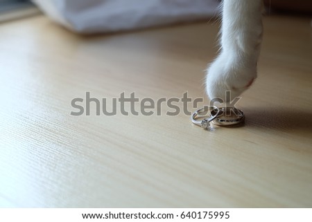 couple wedding ring with cat foot on wooden floor