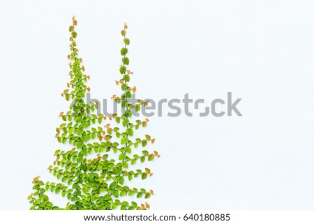 Abstract green ivy plant on white cement wall. Outdoor garden decoration