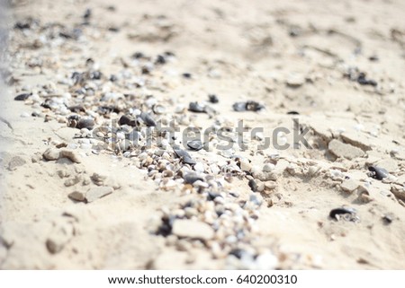 Sand and seashells on the coast of the Azov Sea