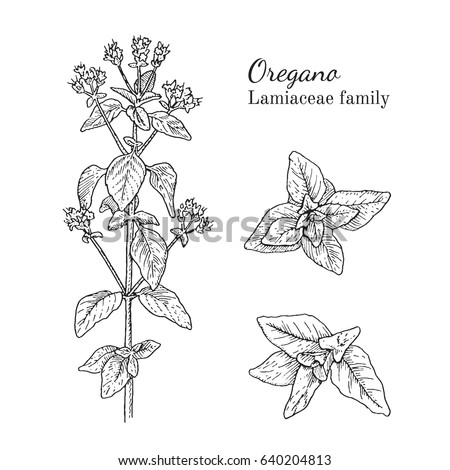 Ink oregano herbal illustration. Hand drawn botanical sketch style. Absolutely vector. Good for using in packaging - tea, condinent, oil etc - and other applications Royalty-Free Stock Photo #640204813