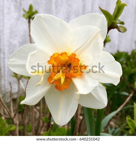 Blooming flower head of a daffodil in spring