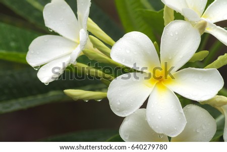 Frangipani (plumeria) flower. Plumeria flowers are most fragrant at night in order to lure sphinx moths to pollinate them.