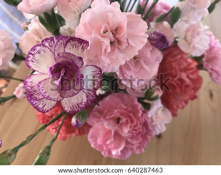 colorful carnation flowers decoration background