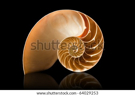 A perfect and amazing fibonacci pattern in a nautilus shell Royalty-Free Stock Photo #64029253