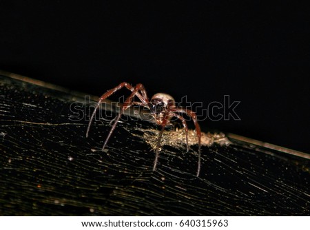 A photograph of an Orb Weaving Spider in the early hours of the morning in Brisbane, Australia. 