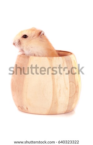 Little funny hamster in a wooden bowl isolated on white background