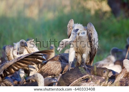 White-backed vulture (Gyps africanus) eating buffalo in the morning sun