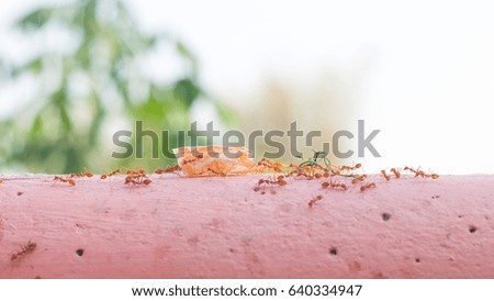 Red Ant, Teamwork move for food