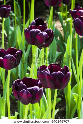 Beautiful Tulip Flower in Garden