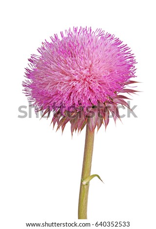 Single stem with a compound flower of musk thistle (Carduus nutans) isolated against a white background