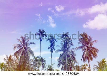 palm trees on sky background,colorful filter style