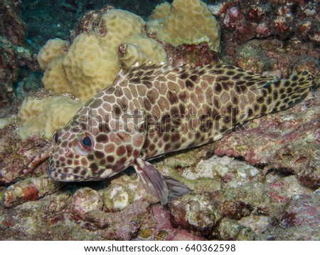 long-fin grouper stay on coral