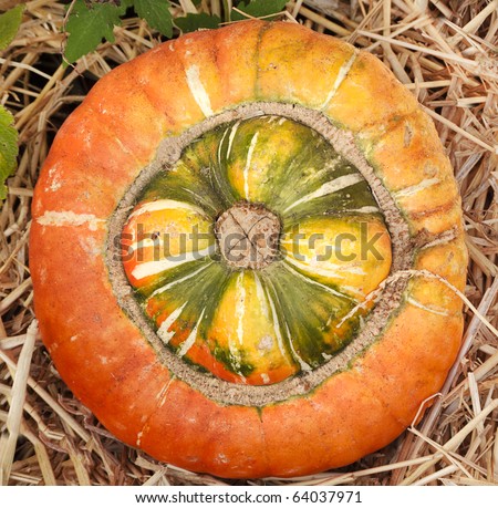 Unusual turban pumpkin in straw for Thanksgiving or Halloween.