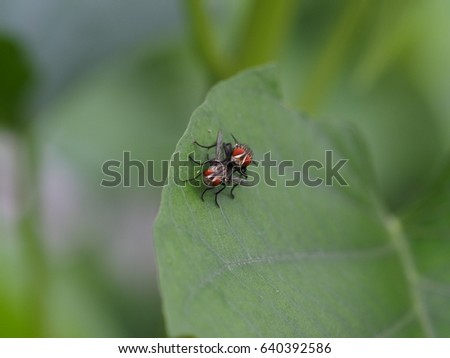 housefly matting on green leaf