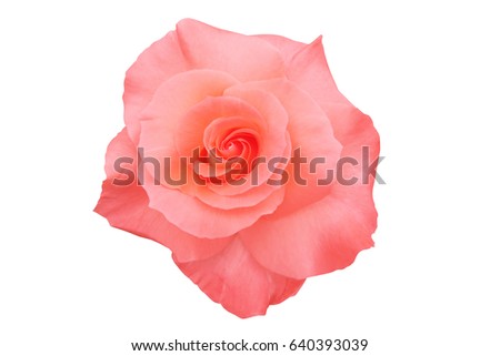 pink rose white background