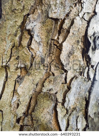 Tree bark texture or background