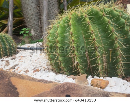 green cactus and stone