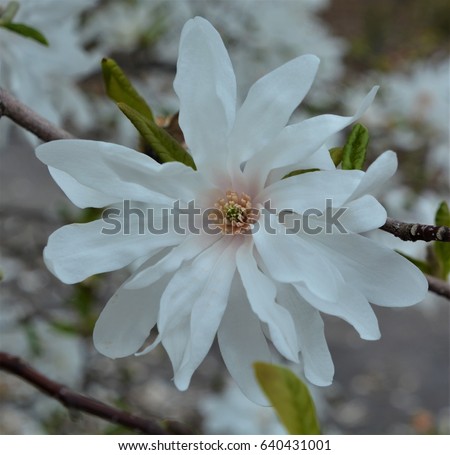 Magnolia is a large genus of about 210 flowering plant species in the subfamily Magnolioideae of the family Magnoliaceae. It is named after French botanist Pierre Magnol.