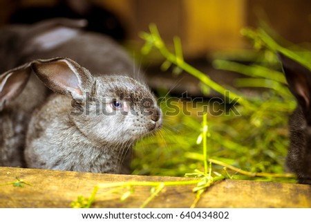 Rabbit. Mammal animal in the farm. Fluffy bunny with cute ear and fur. Small brown, black or gray young sweet domestic pet. Furry rodent. Adorable creature.