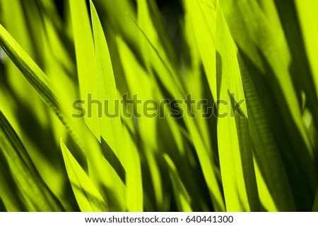 Green grass soft focus macro photo. Shallow DOF.