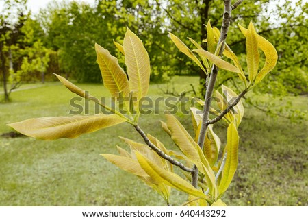 Young leaves and branches of magnolia tree against the park