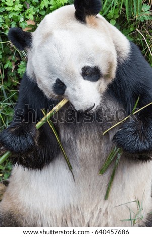 giant panda eating bamboo closeup in zoo