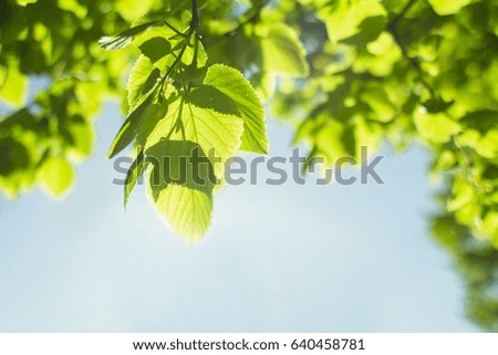 Nature leaves of trees with blue sky background for wallpaper or illustrations