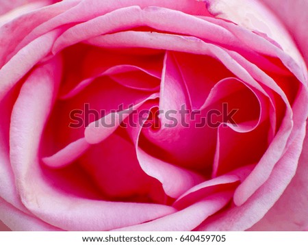 Texture of petals of pink rose on blooming in springtime