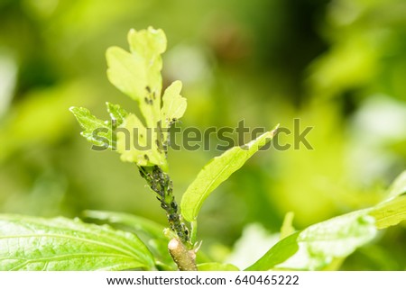 Aphid (Plant Lice, Greenflies, Blackflies or Whiteflies) Infestation Of Garden Plants