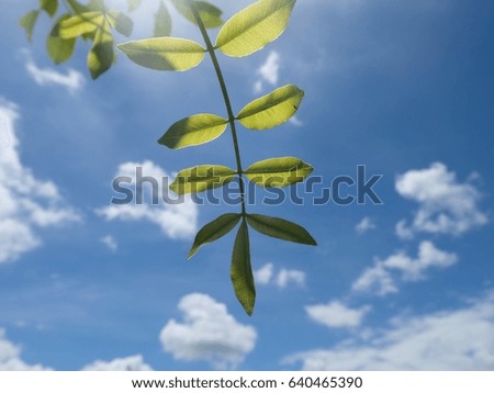 Green leaf, Close up green leaf against blurry blue sky and white clouds background