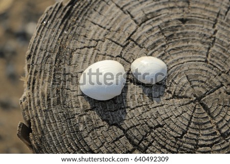 wood and white shells