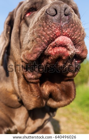 closeup picture of the snout of an Neapolitan Mastiff