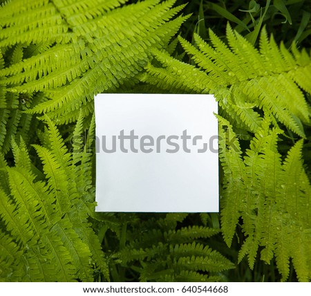 Green summer background, tree fern on the picture