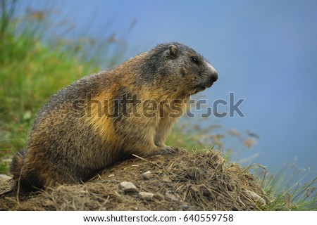 The alpine marmot (Marmota marmota) is a species of marmot found in mountainous areas of central and southern Europe. Alpine marmots live at heights