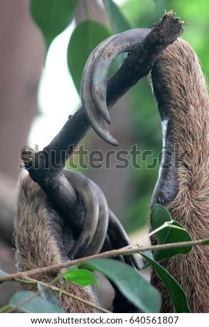 Long claws of a sloth 