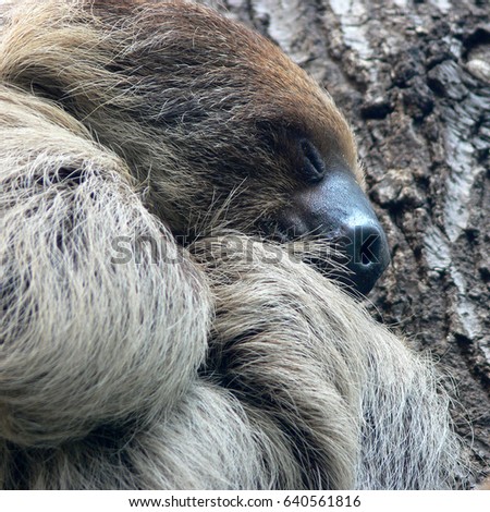 Sloth sleeping and having sweet dreams 