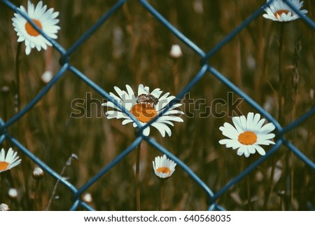 A vintage pic of some daisies and a bee behind a grid