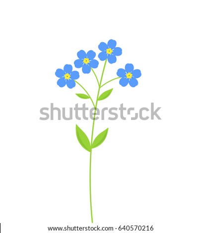 Forget me not blue flowers. Vector illustration