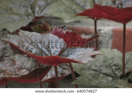 Dark red leaves