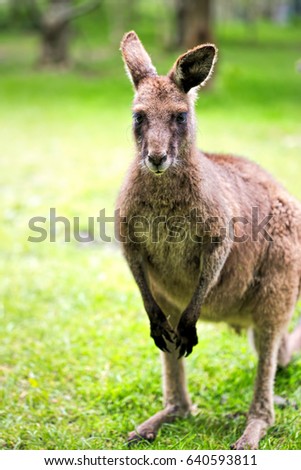 Kangaroo animal on the grass